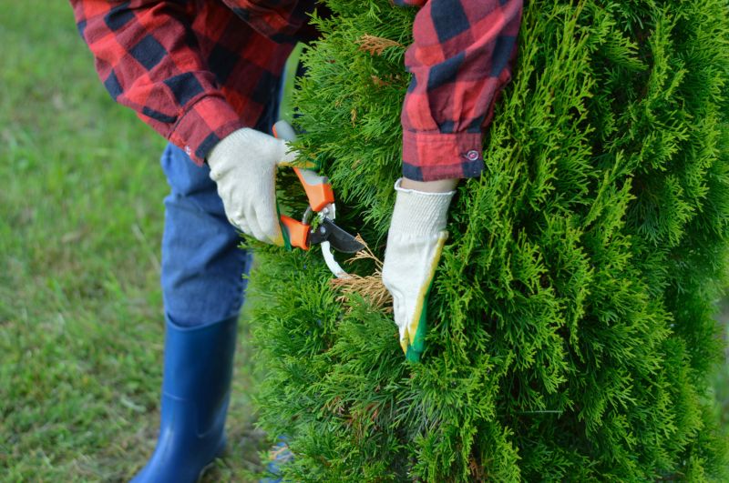 Arborist Pruning