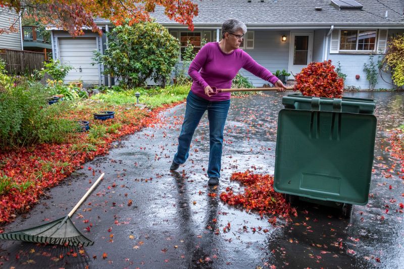 Professional Leaf Removal