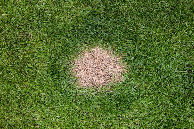 Lawn Erosion Repair