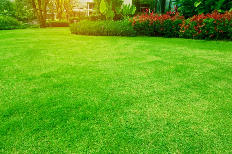 Lawn Restoration