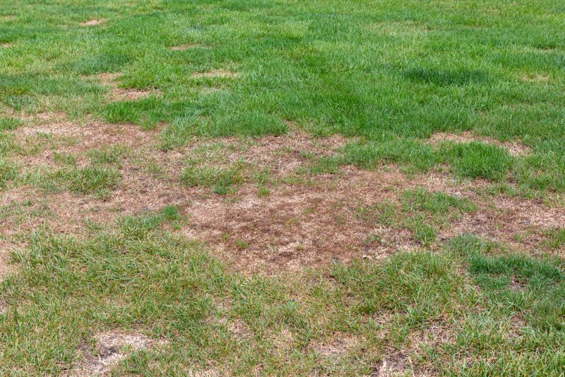 Lawn Restoration