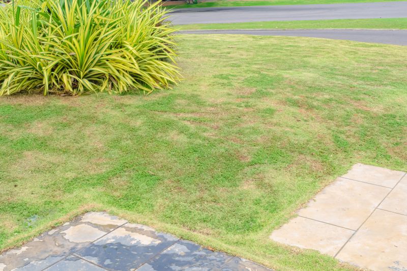 Lawn Restoration