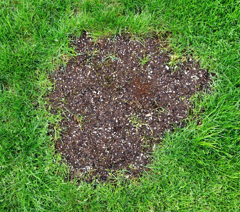 Lawn Restoration