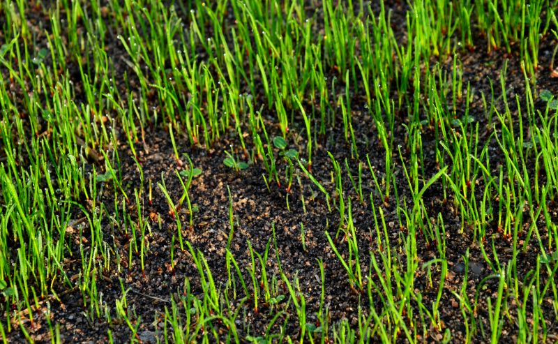 Spring Lawn Restoration