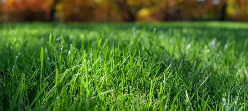 Fall Lawn Restoration