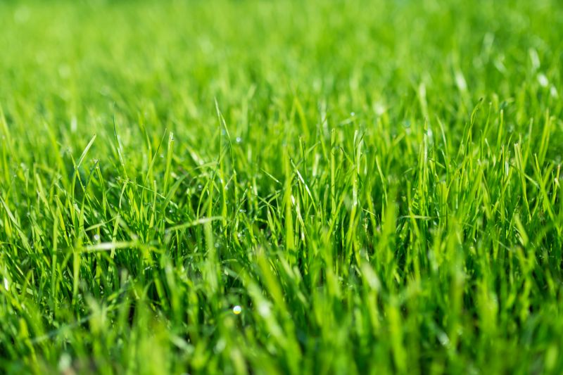 Lawn with Healthy Grass